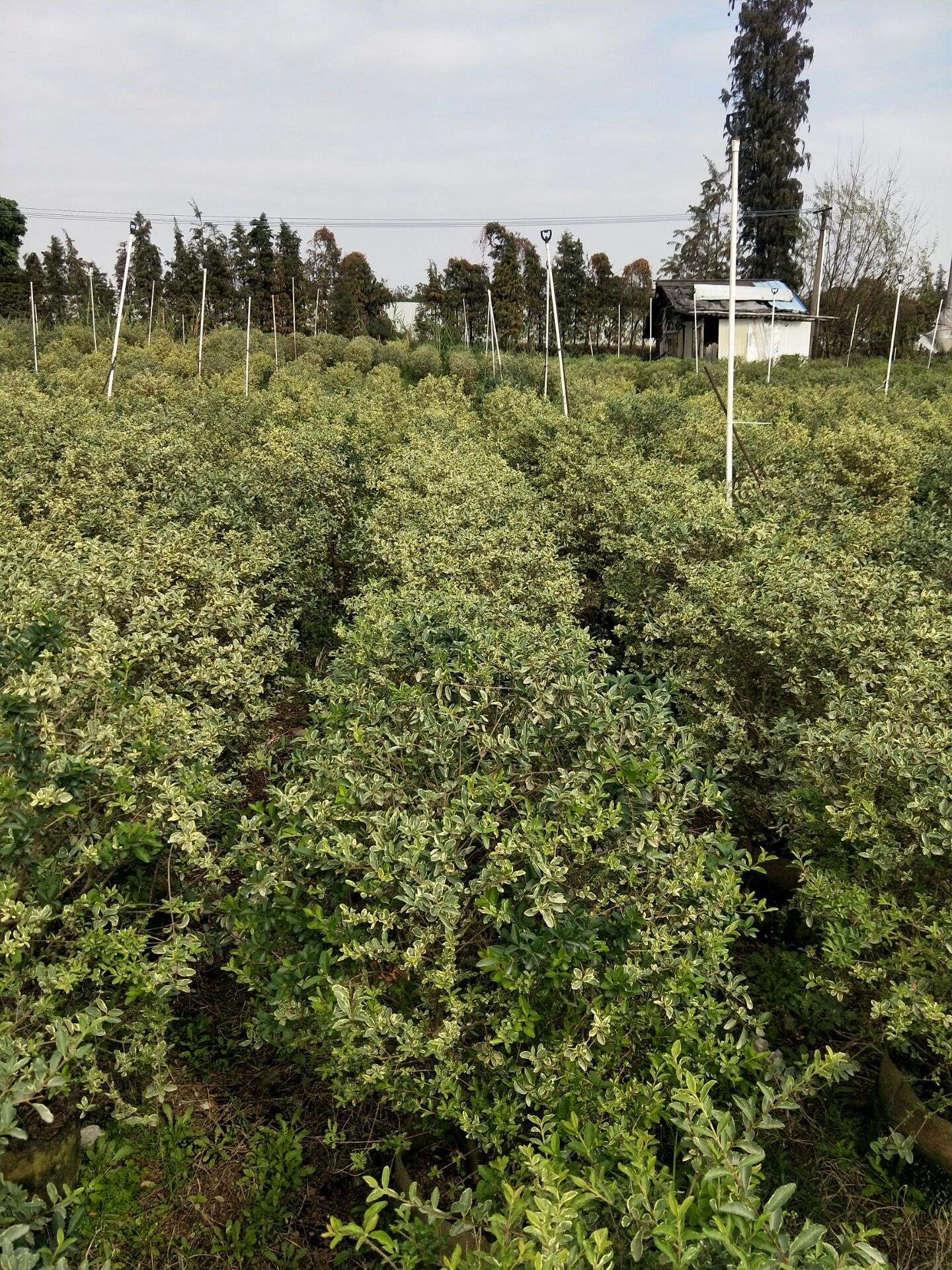 广西花叶女贞广西花叶女贞种植基地、广西花叶女贞批发、广西花叶女贞供应商【绿源苗木基地】