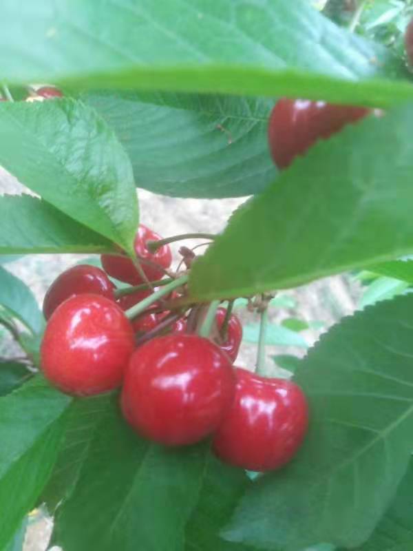 櫻桃樹圖片/櫻桃樹樣板圖 (3)