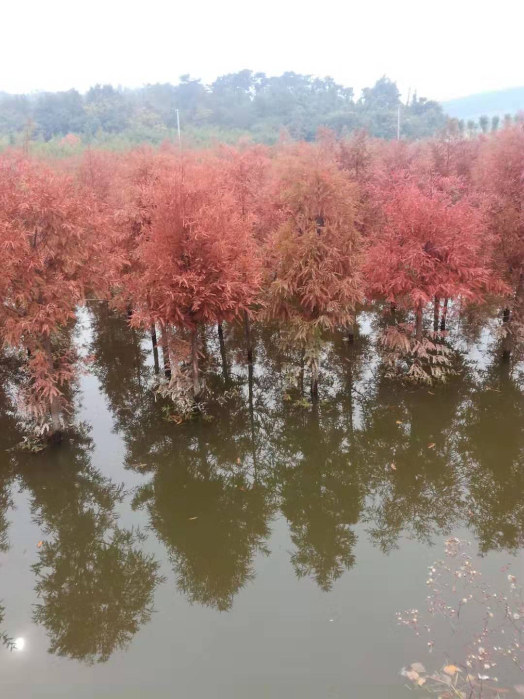 江苏无锡市落羽杉价格种植基地批发图片