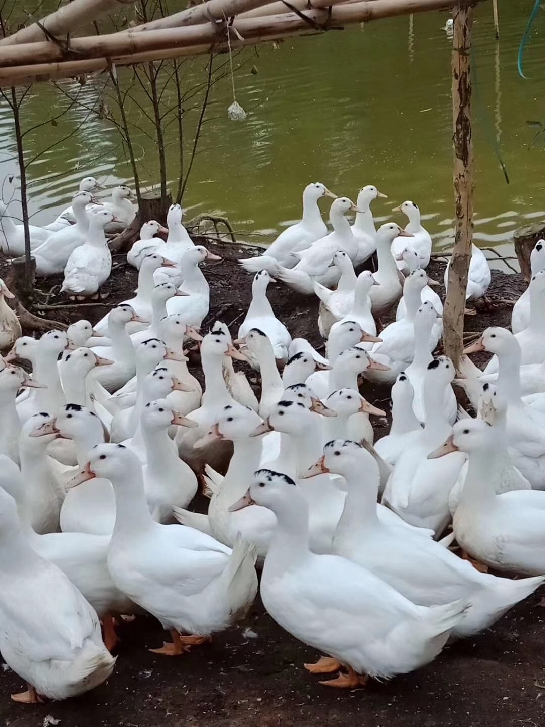 一點頭鴨苗養(yǎng)殖場圖片/一點頭鴨苗養(yǎng)殖場樣板圖 (2)
