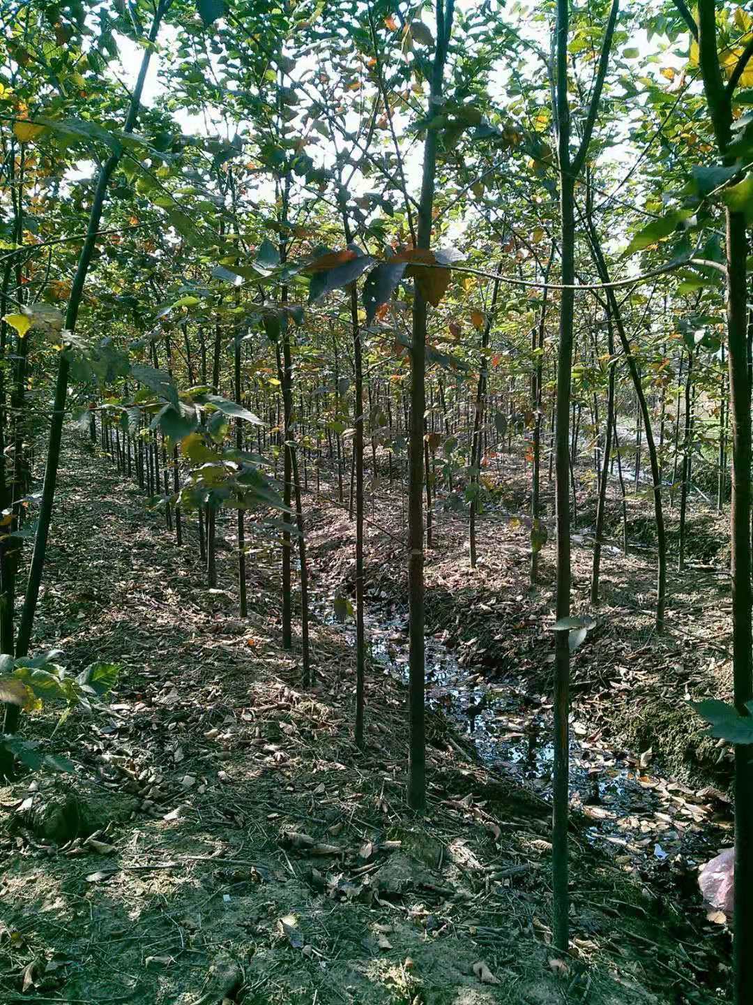 江西九江红榉种子，小苗，树都有 种植批发基地直销价格哪里有卖,多少钱图片