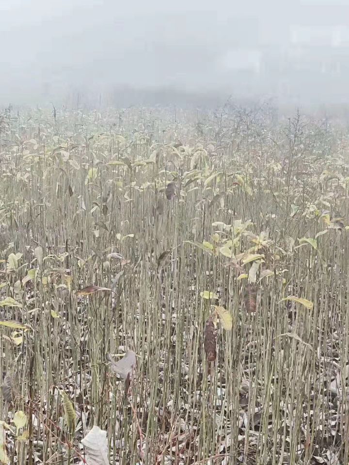 厚樸圖片/厚樸樣板圖 (2)
