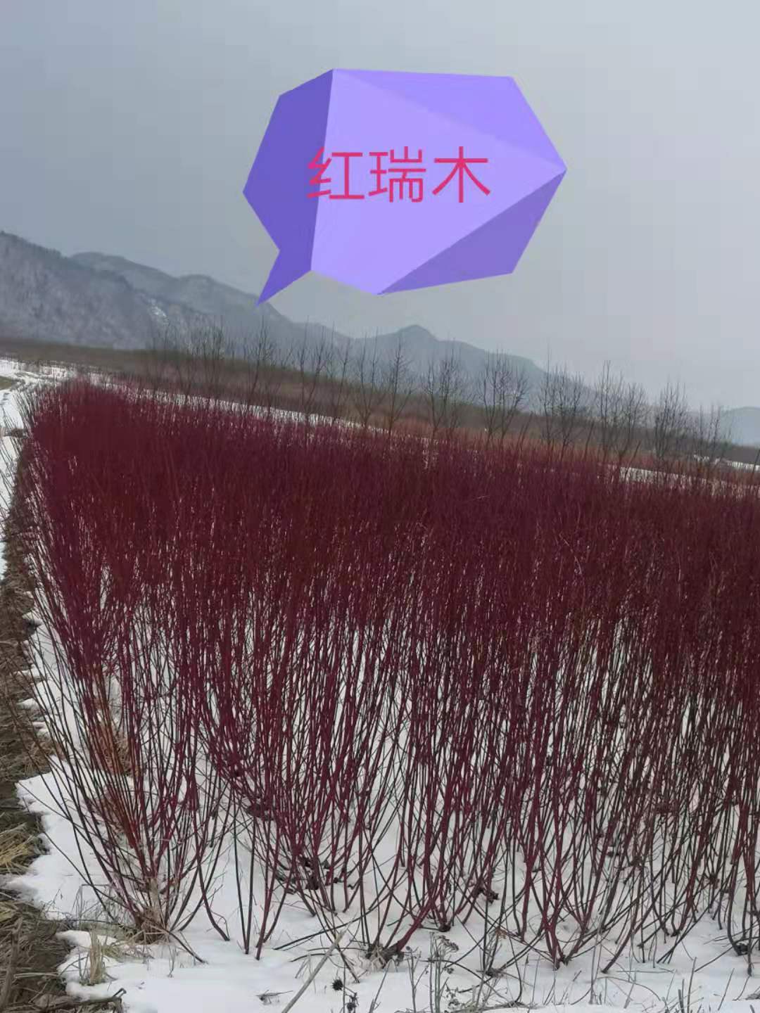 辽宁铁岭红瑞木基地批发价格多少钱 销往辽宁，吉林，黑龙江，天津，甘肃图片