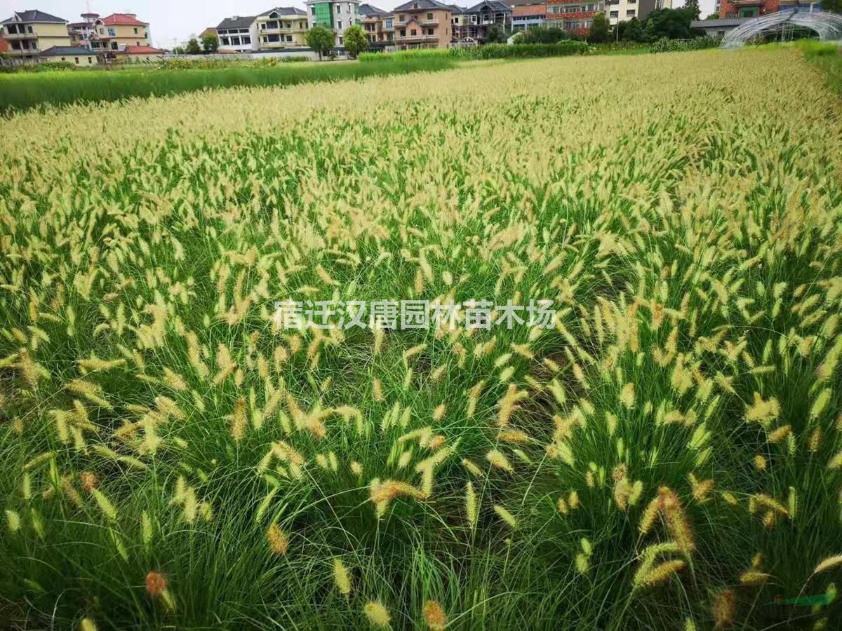 宿迁市大量出售水生植物德国鸢尾-价格-基地-大量批发-报价-供应商图片