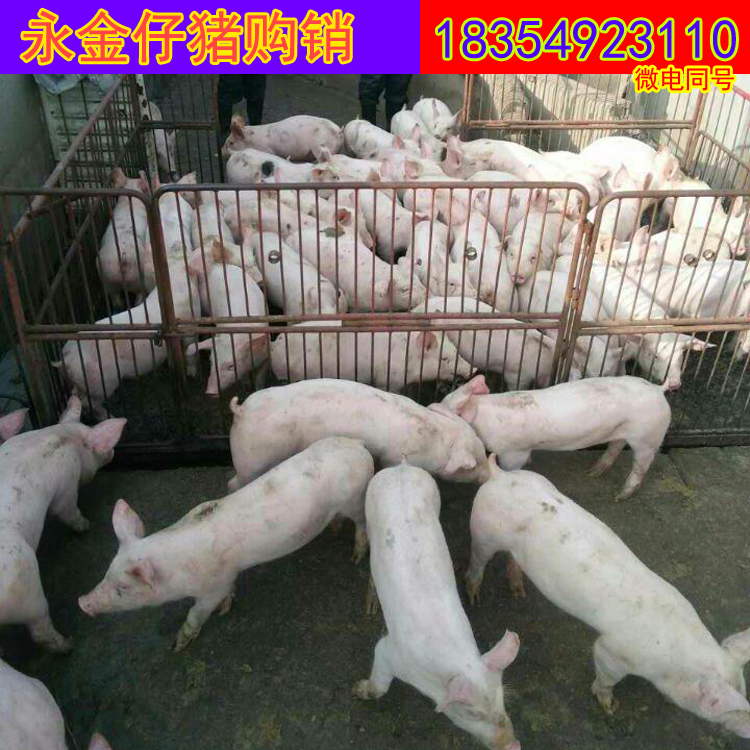育肥豬圖片/育肥豬樣板圖 (4)