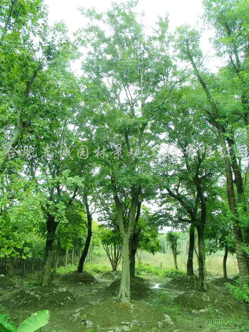 樸樹圖片/樸樹樣板圖 (3)