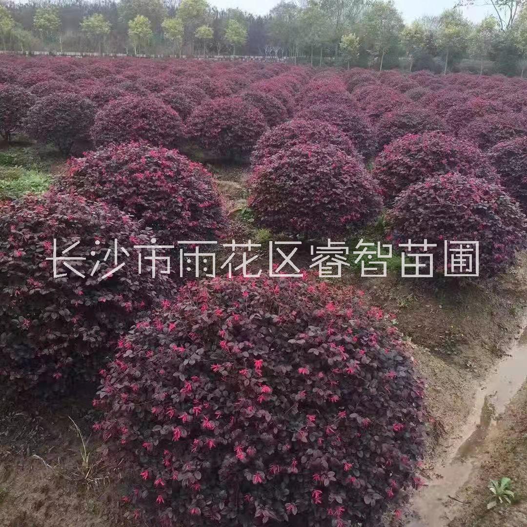 工程小苗圖片/工程小苗樣板圖 (3)