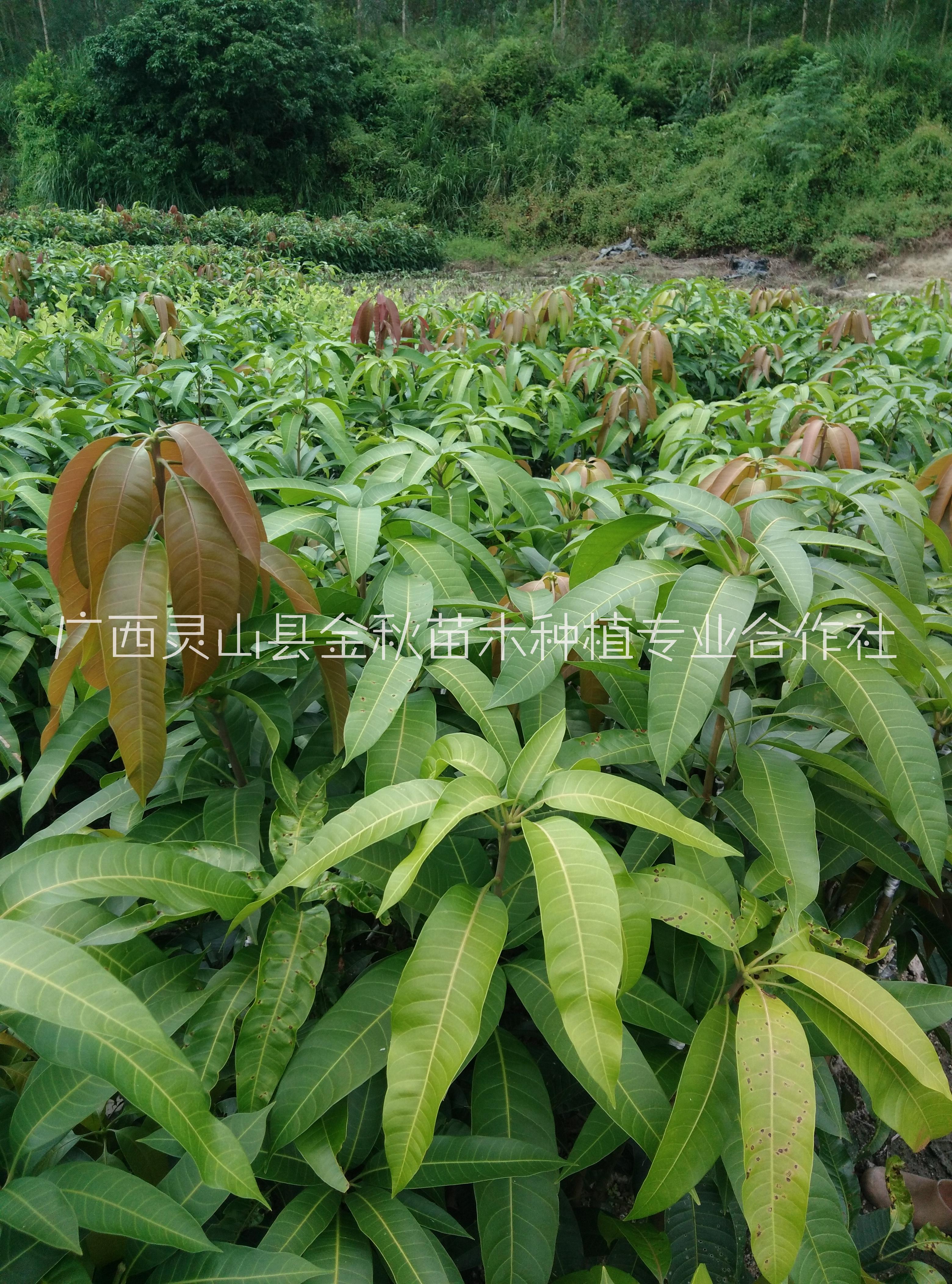 广西 金煌芒果苗基地 种植批发价格 芒果树苗