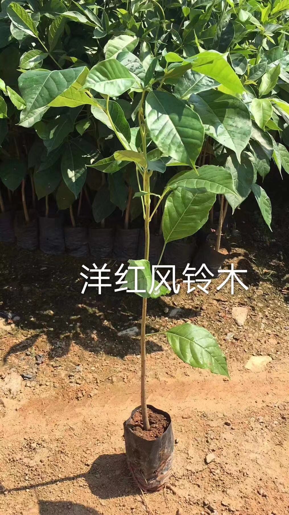 洋紅風(fēng)鈴木袋苗圖片