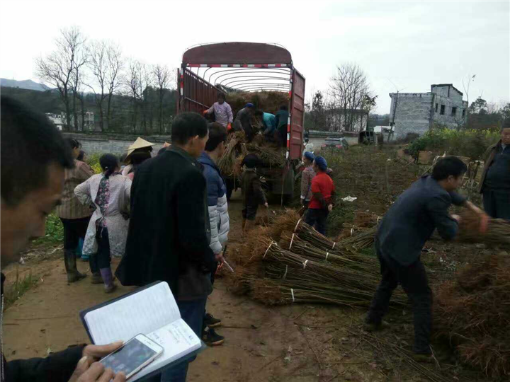 貴州清脆李苗圖片/貴州清脆李苗樣板圖 (2)