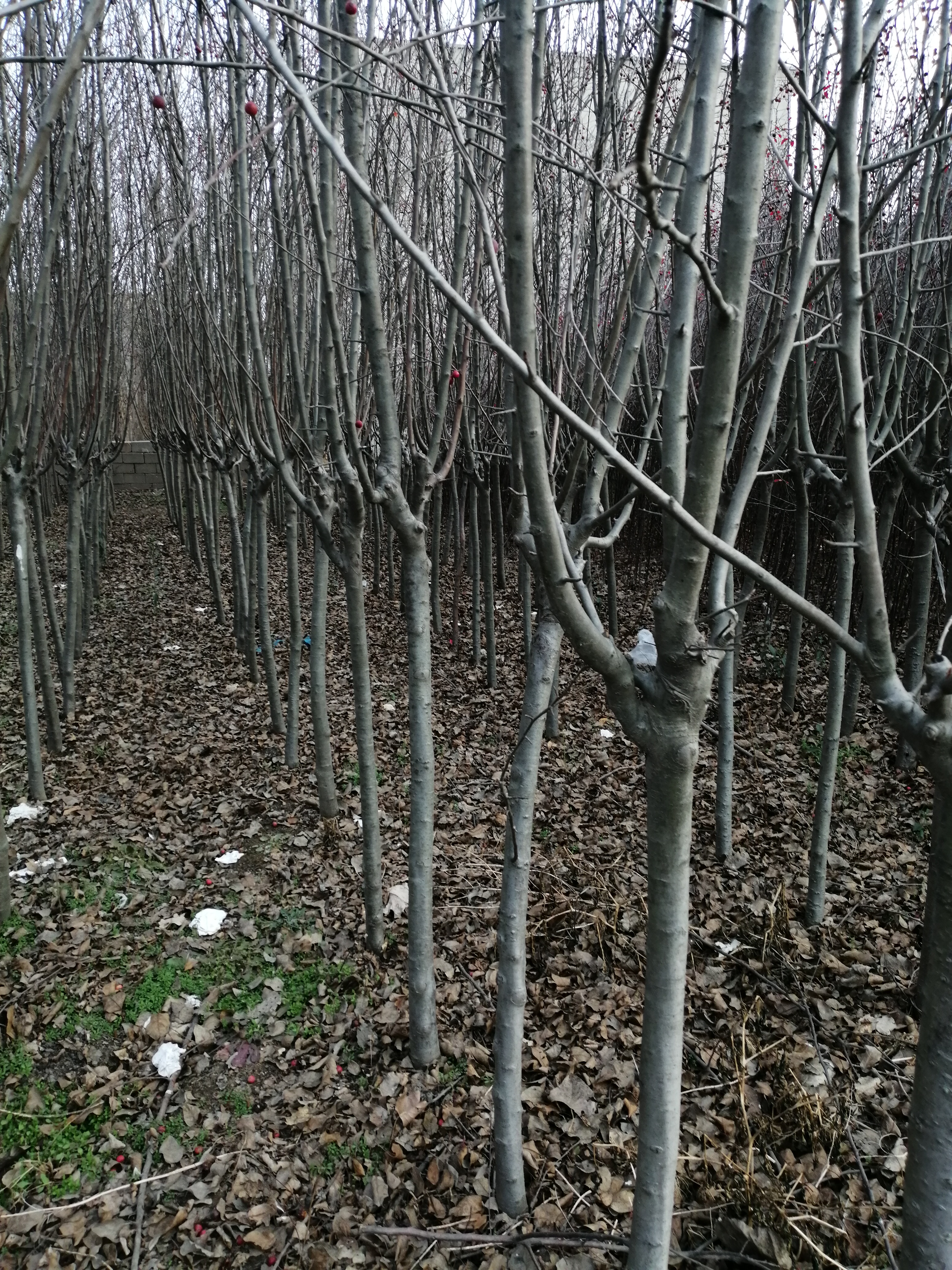 江蘇邳州2到15公分海棠基地批發(fā)價(jià)格多少錢哪里有賣 鴻達(dá)誠信苗木