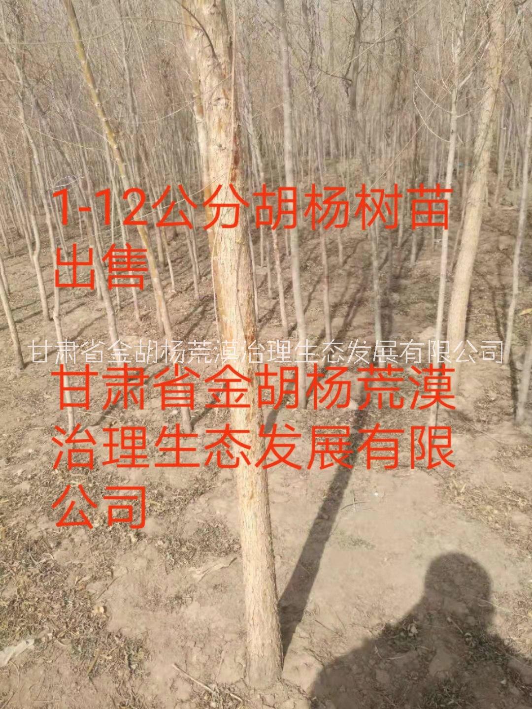 楊樹苗圖片/楊樹苗樣板圖 (4)