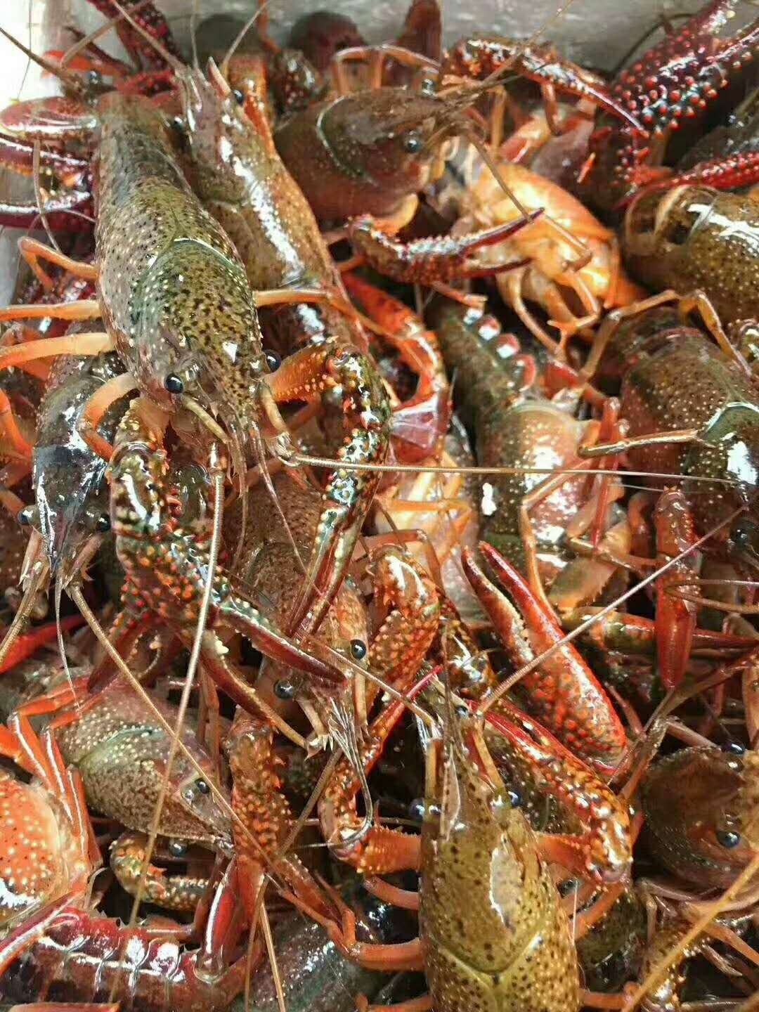 江西龍蝦苗養(yǎng)殖圖片/江西龍蝦苗養(yǎng)殖樣板圖 (1)