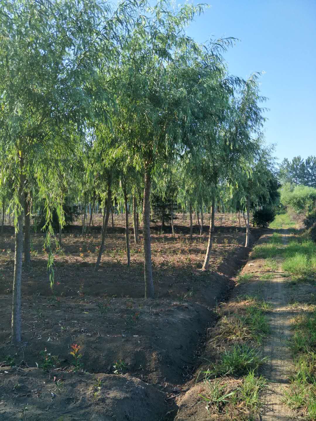 江苏南京金丝垂柳苗木种植基地批发价格【南京飞翔苗木基地】图片