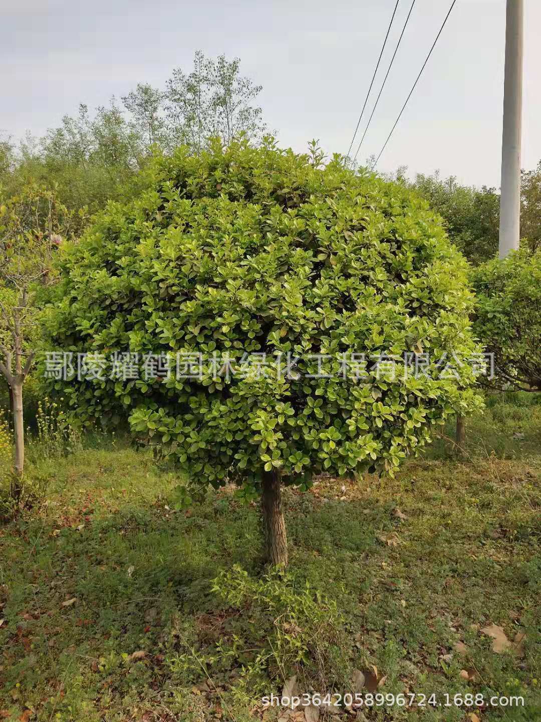 河南鄢陵衛(wèi)矛球圖片/河南鄢陵衛(wèi)矛球樣板圖 (3)