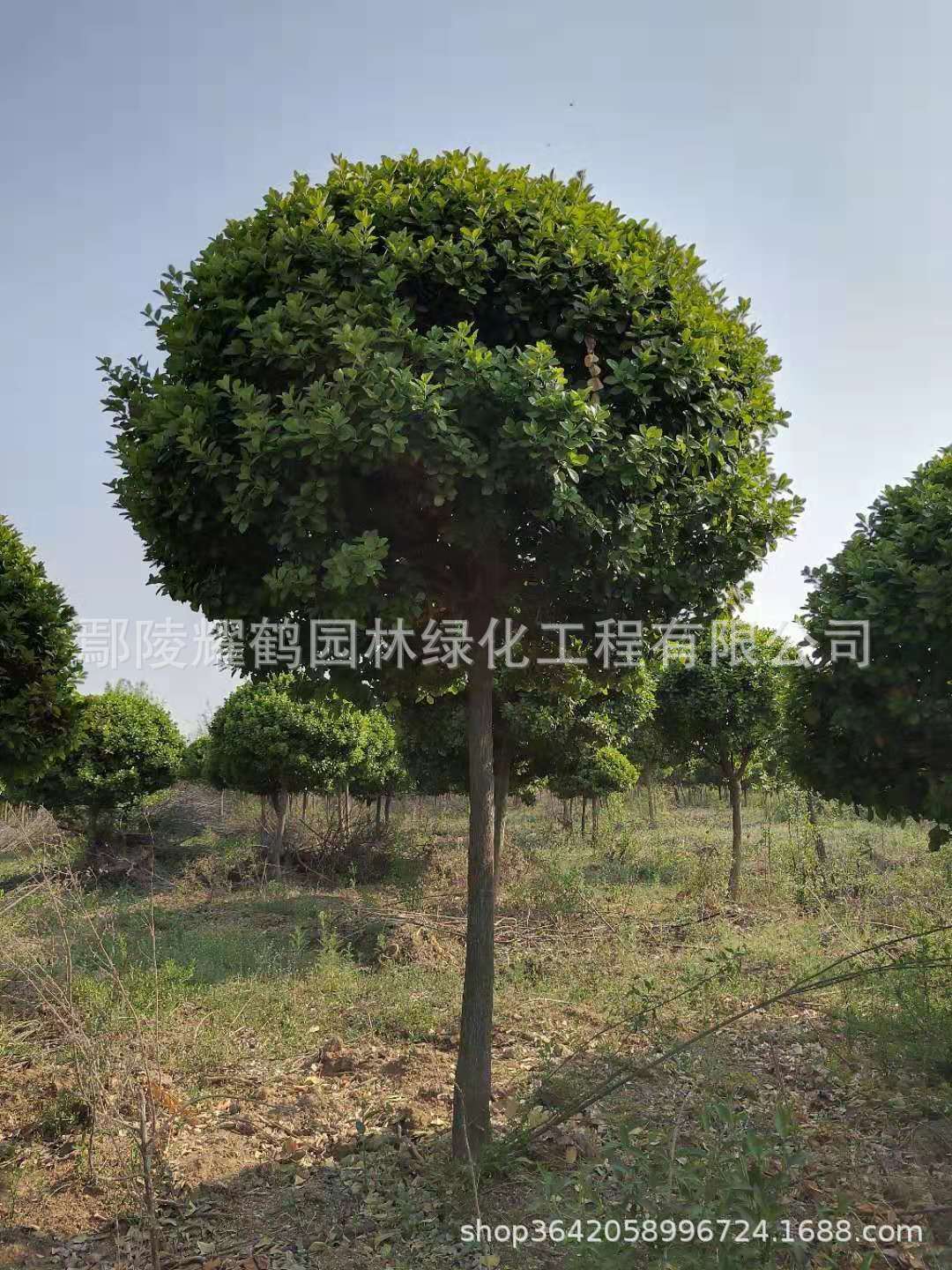 河南鄢陵衛(wèi)矛球圖片/河南鄢陵衛(wèi)矛球樣板圖 (4)