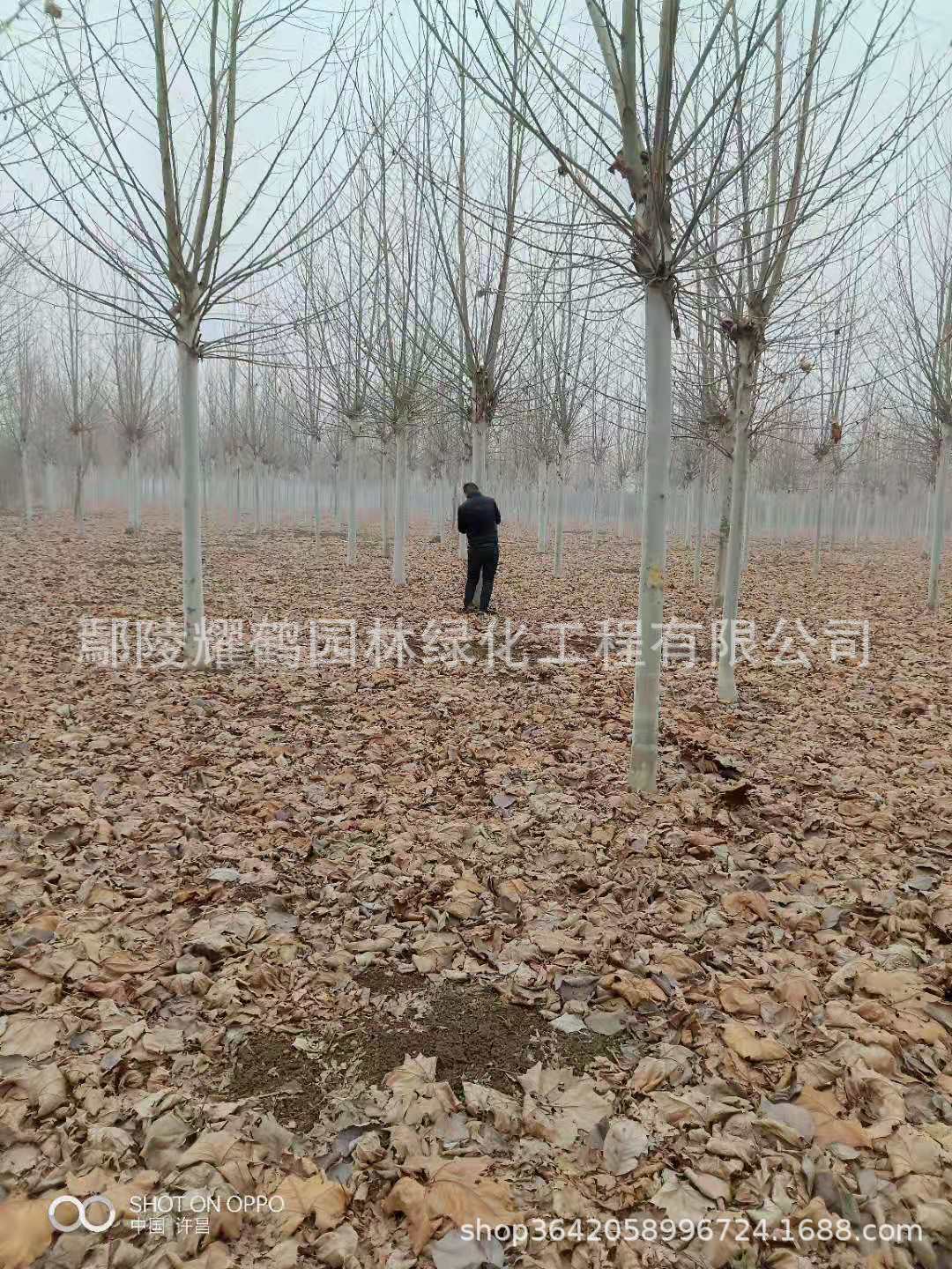 河南鄢陵法桐圖片/河南鄢陵法桐樣板圖 (2)