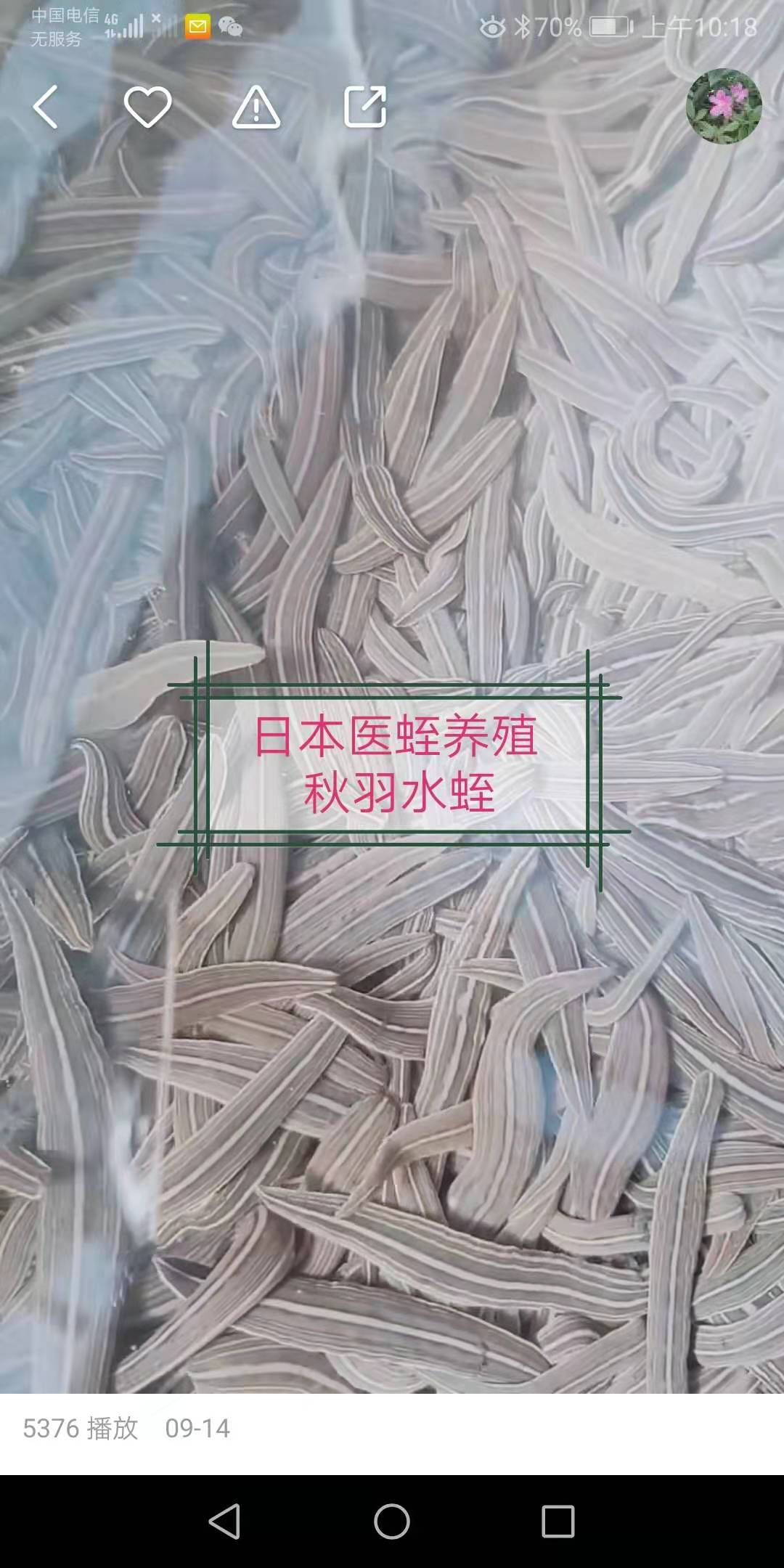 陜西日本醫(yī)蛭圖片