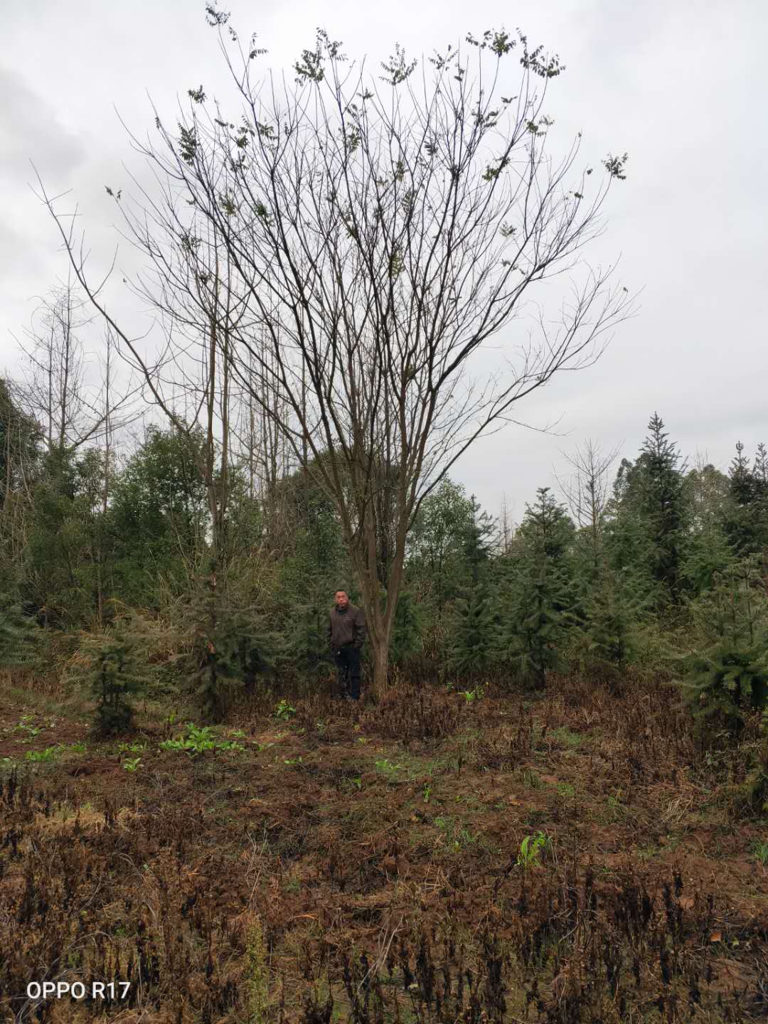 国槐种植基地、哪里有卖、大量供应、出售【广西桂林涛仔绿化苗木】