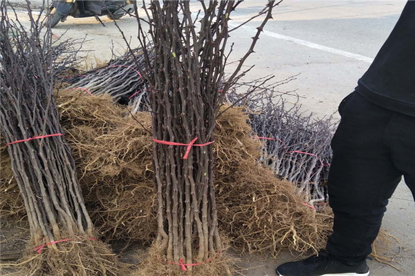 山西花椒苗批發(fā)產(chǎn)地，花椒苗品種，花椒苗種植技術(shù)