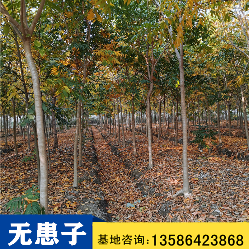 專業(yè)培育無患子綠化苗木基地直銷，上海哪里有無患子樹苗出售，上海優(yōu)質(zhì)無患子小苗價格價錢-報價