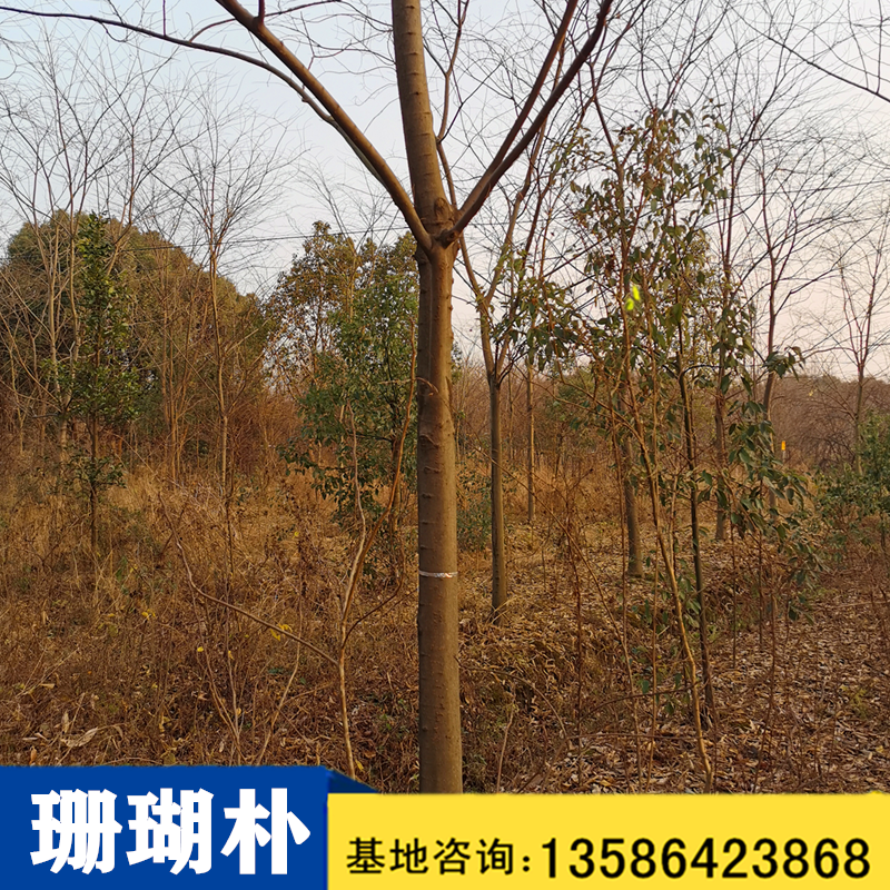 珊瑚樸圖片/珊瑚樸樣板圖 (3)
