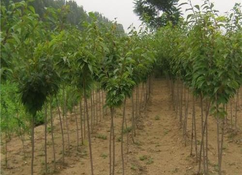 江苏樱花树苗报价、种植基地、哪家好【东台市杰佳生态农业发展有限公司】图片