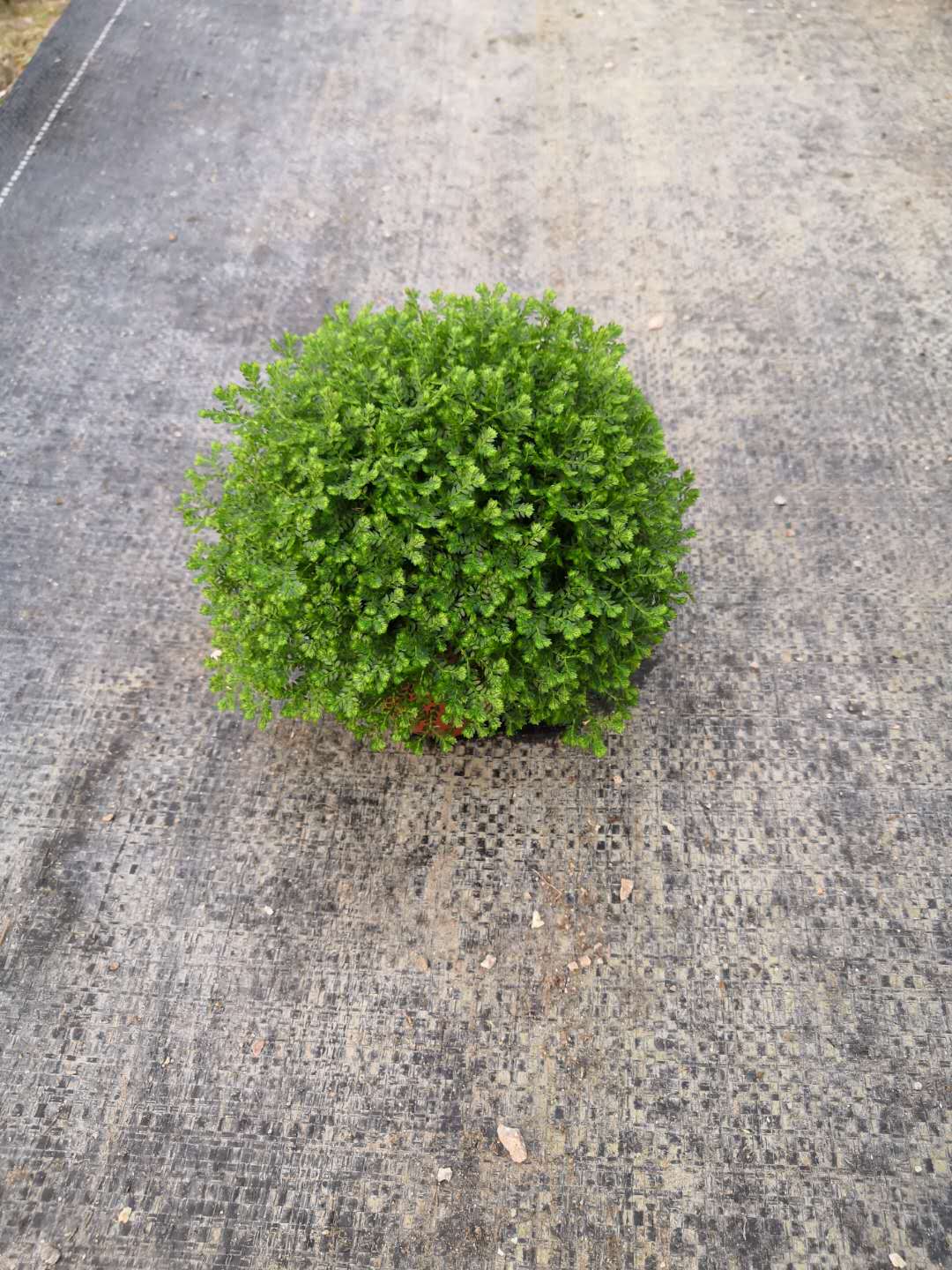 优质微观植物绿地球  室内精选绿地球小盆栽  可爱多肉迷你景观植物绿地球图片