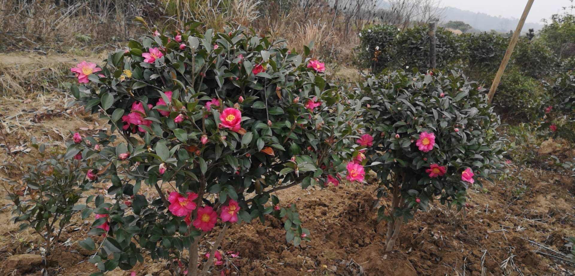 江西九江茶花基地，江西九江茶花苗木基地，多少钱，价格，批发，哪里有卖 无患子苗图片