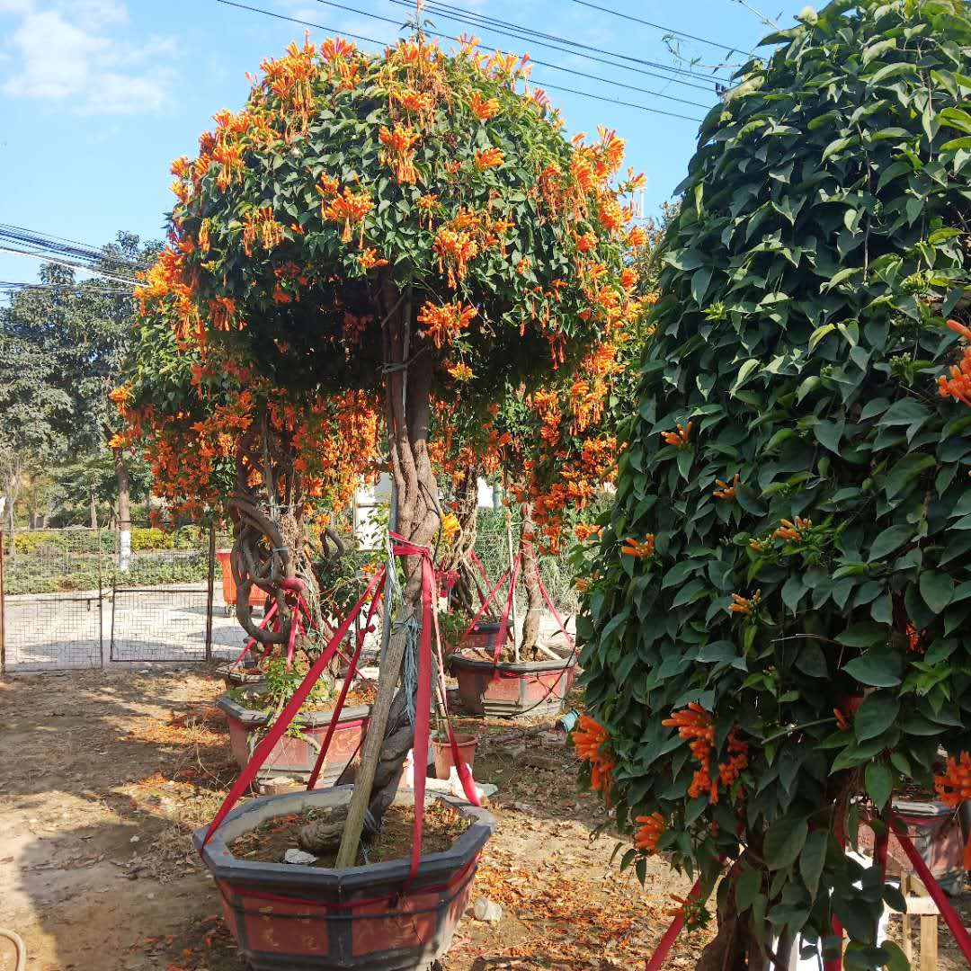 炮仗花袋苗批发 炮仗花基地种植 绿化炮仗花图片