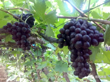 廣東藍寶石葡萄基地圖片/廣東藍寶石葡萄基地樣板圖 (2)