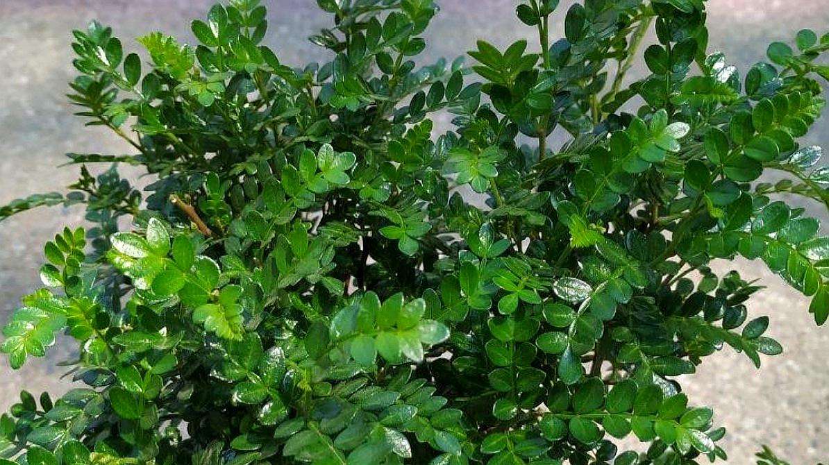 云南清香木價格 福建出售黃蓮木