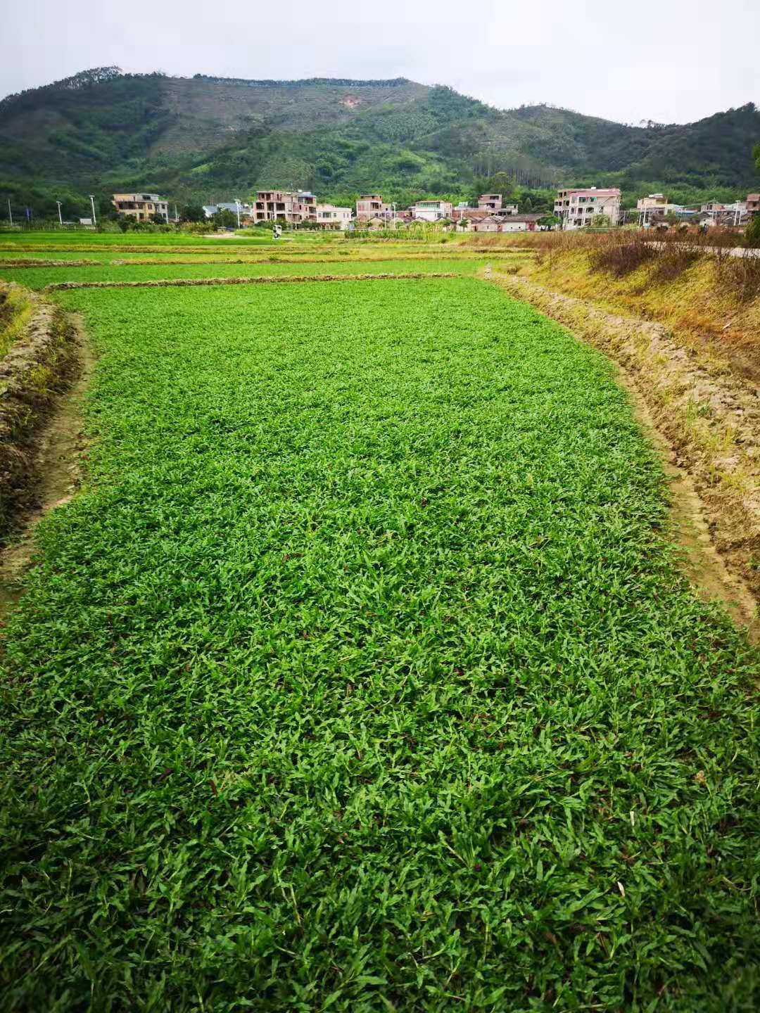 广州增城草皮基地-增城台湾草批发价格-【广州增城宏辰草场】图片