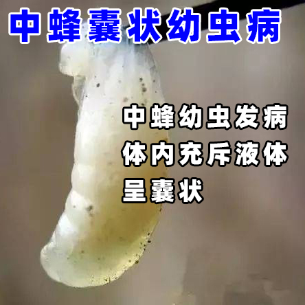 丹東中囊抗體100ml20脾蜂用圖片