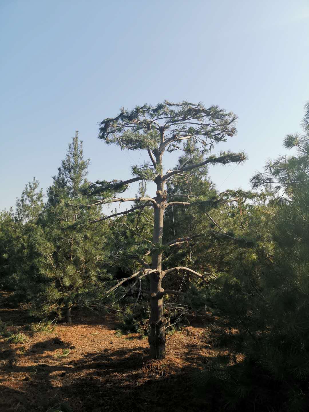 华山松基地批发价格【西安泽章园林绿化苗木种植基地 华山松哪里有