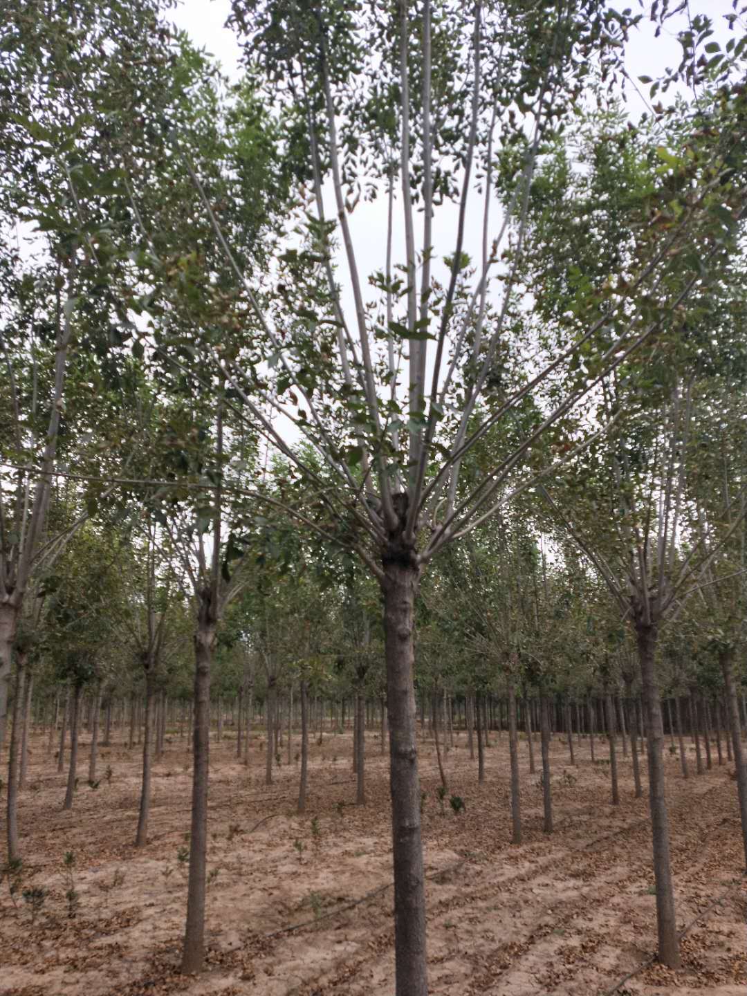 白蜡种植基地  白蜡批发价格  白蜡厂家销售【济阳县金叶苗木种植专业合作社】