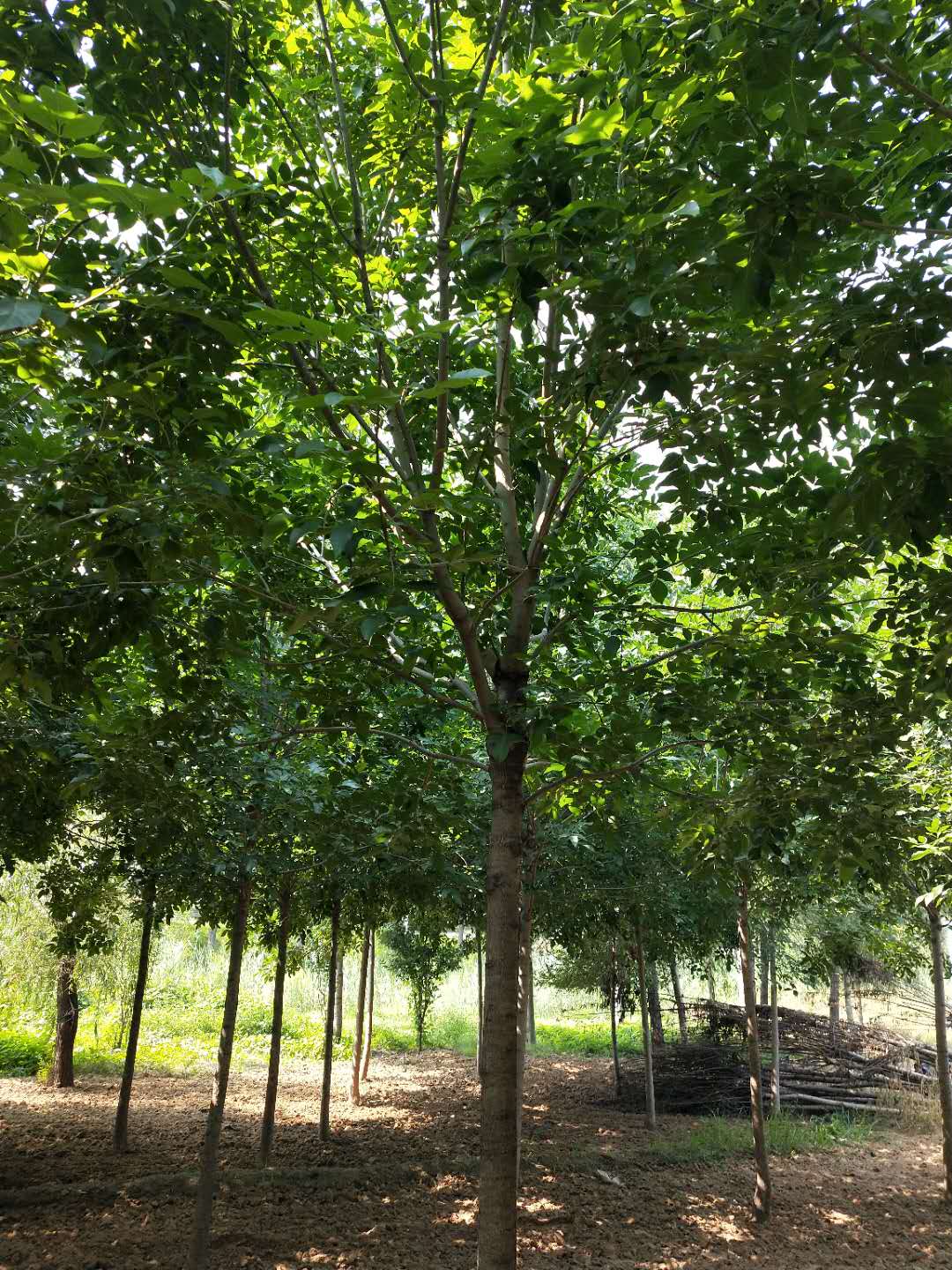 白蜡价格-种植基地-批发价格-厂家销售【济阳县金叶苗木种植专业合作社】