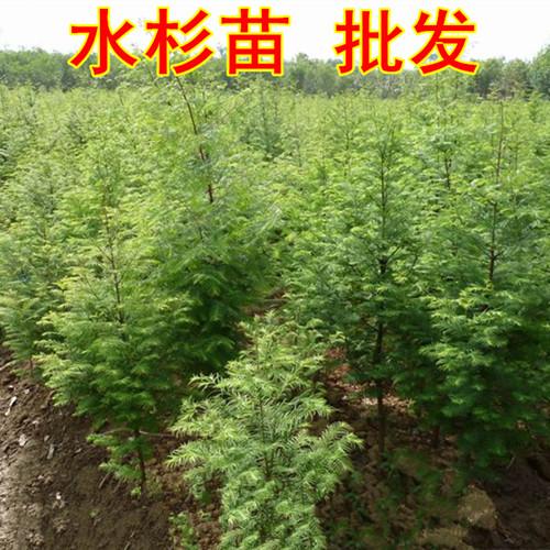 水杉树苗价格-批发-供应商图片