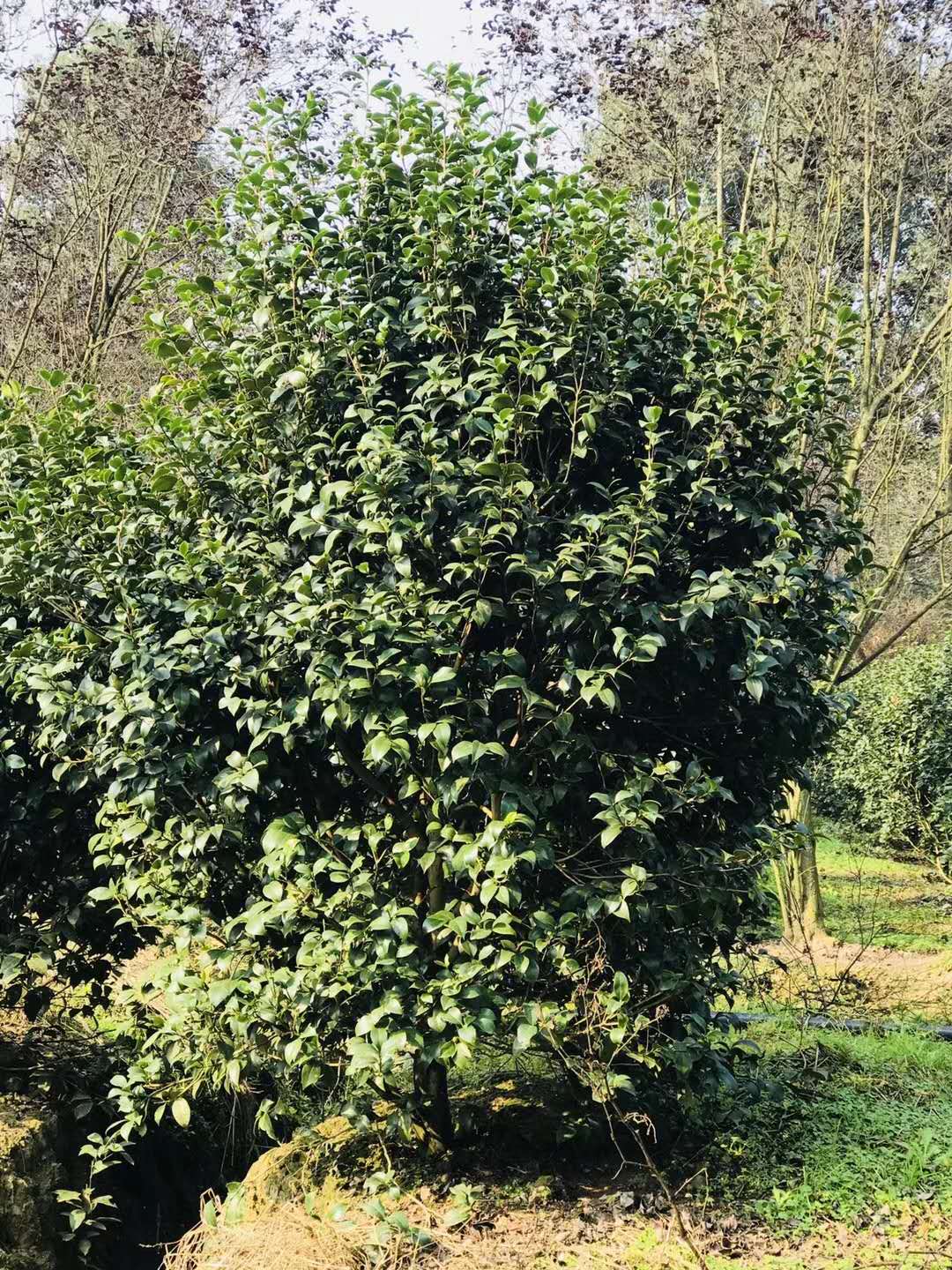 成都茶花圖片/成都茶花樣板圖 (4)