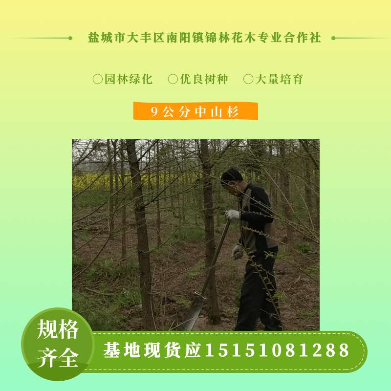 【行情】河南中山杉种植基地 中山杉批发价格便宜-盐城市大丰区南阳镇锦林花木合作社图片