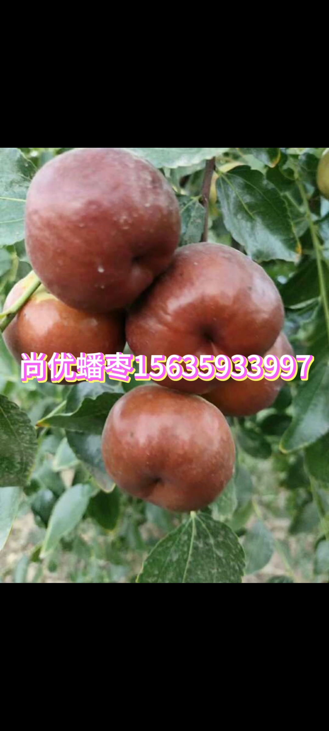 蟠棗供應(yīng)商圖片/蟠棗供應(yīng)商樣板圖 (3)