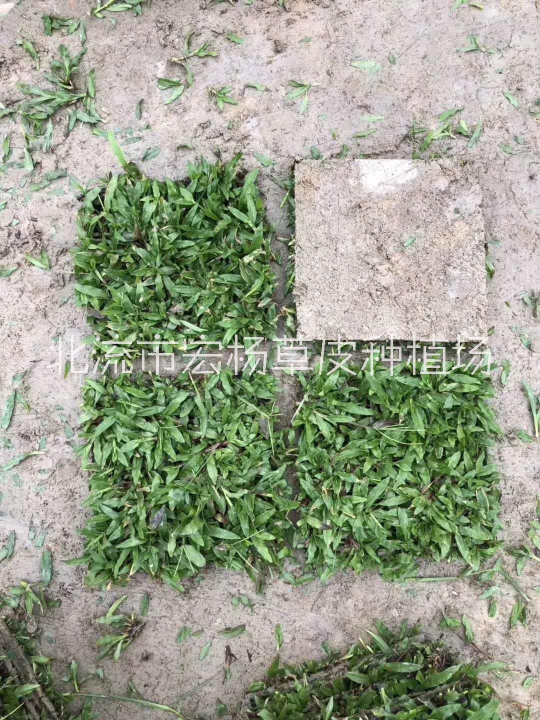 草種植圖片/草種植樣板圖 (2)