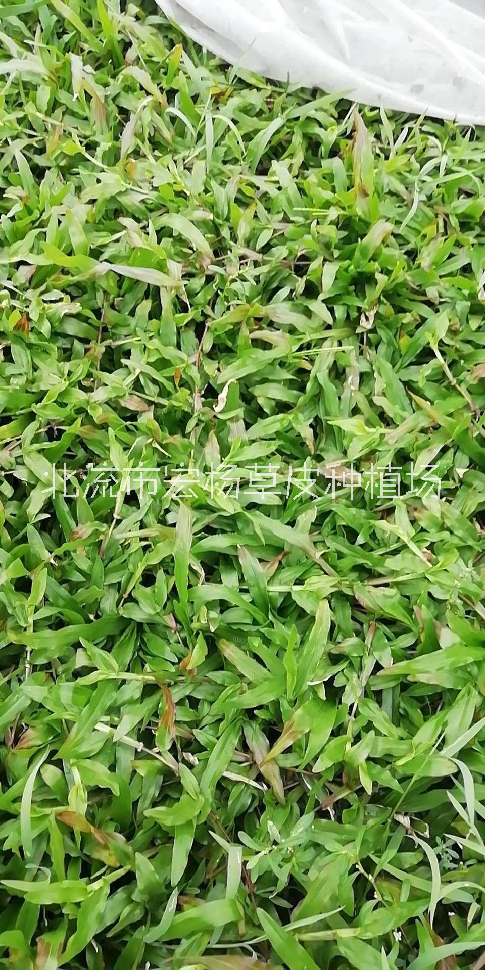 草種植圖片/草種植樣板圖 (1)