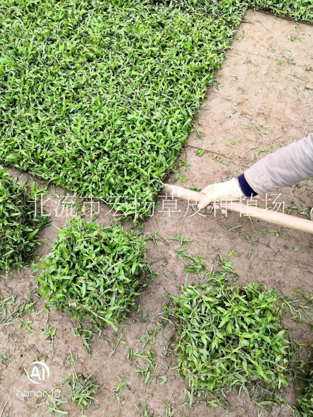 玉林市大葉油草圖片/玉林市大葉油草樣板圖 (1)