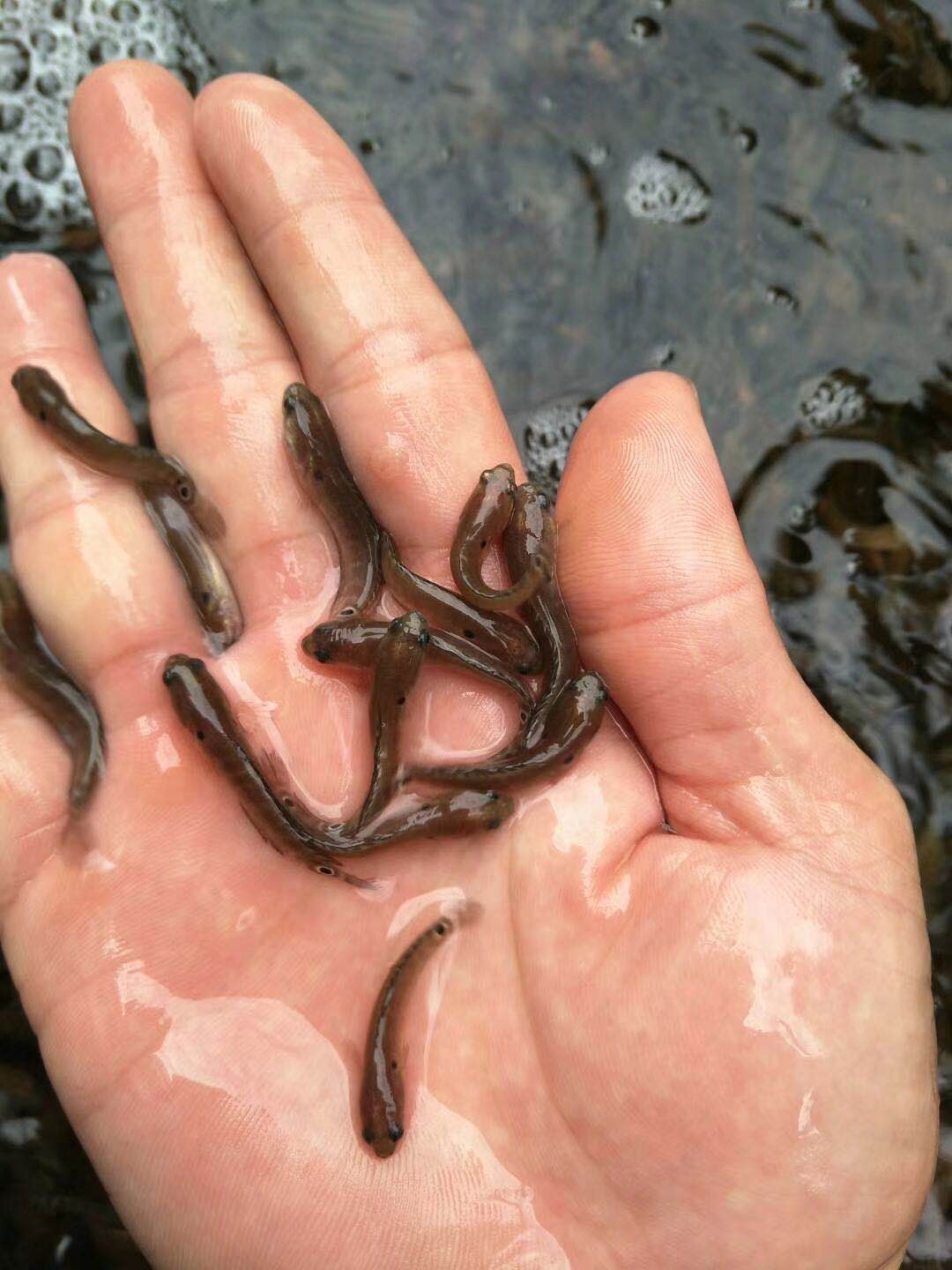 魚苗圖片/魚苗樣板圖 (3)