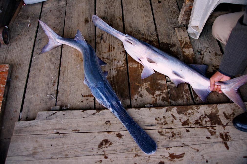 鴨嘴圖片/鴨嘴樣板圖 (2)