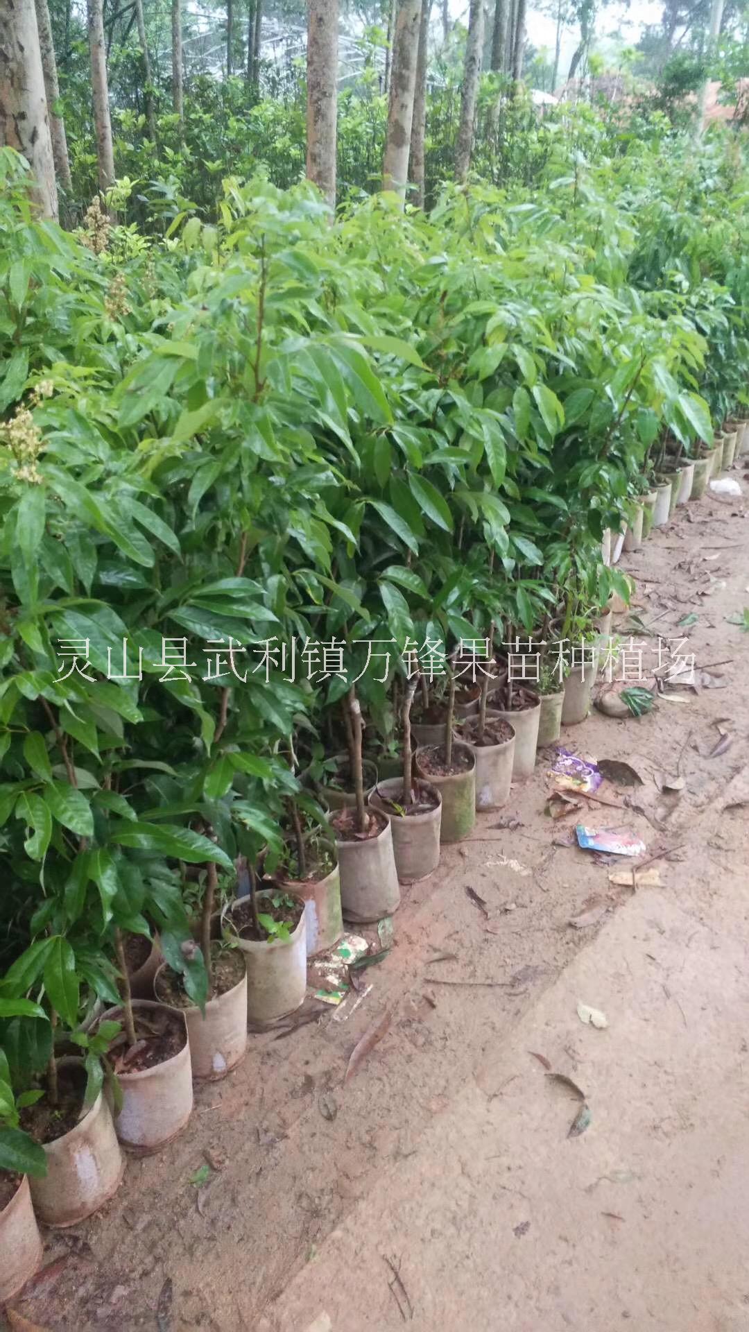 苗種植圖片/苗種植樣板圖 (4)