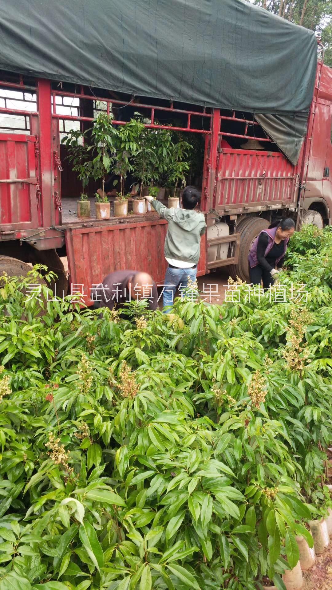 苗種植圖片/苗種植樣板圖 (1)