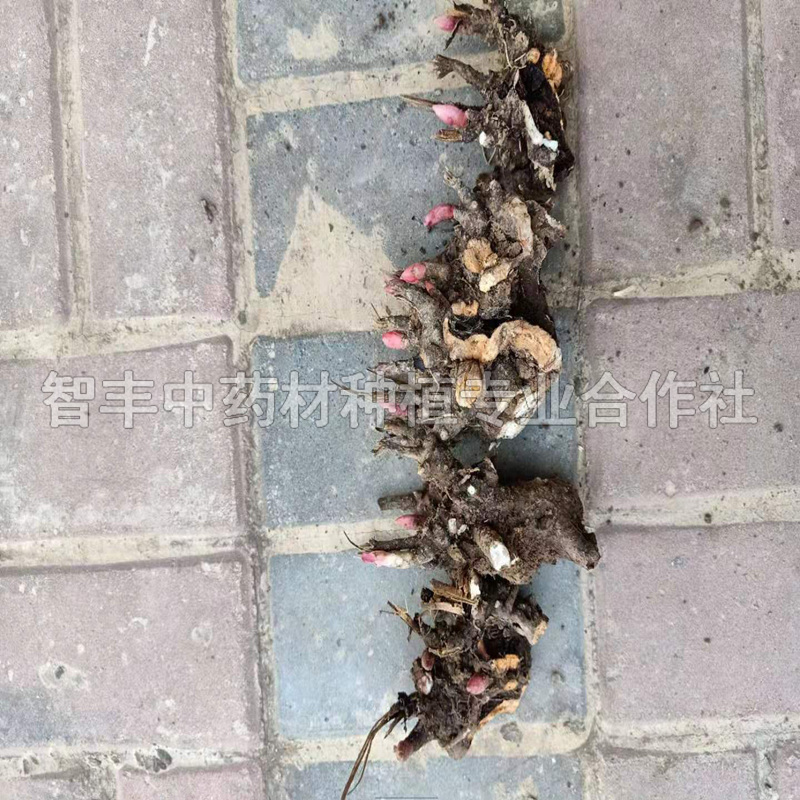 郴州芍藥苗的種植時(shí)間、芍藥種植前景【智豐中藥材種植專業(yè)合作社】