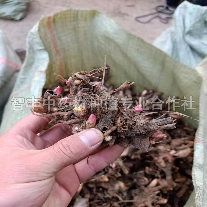 深圳白芍兩年苗多少錢棵、白芍的生長周期【智豐中藥材種植專業(yè)合作社】